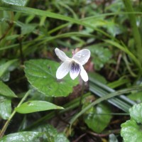 Viola pilosa Blume